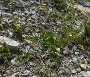 White ballmustard(Calepina irregularis)