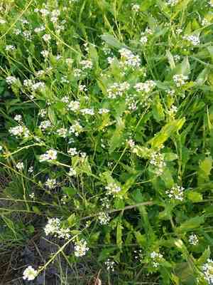 White ballmustard(Calepina irregularis)