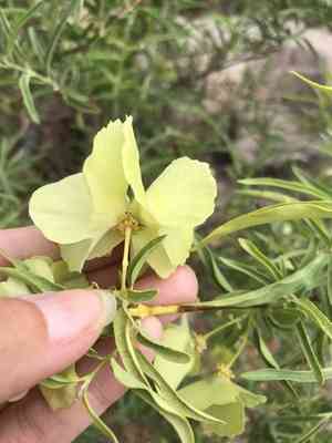 Hillyhock(Callaeum macropterum)