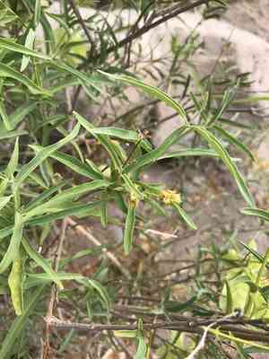 Hillyhock(Callaeum macropterum)