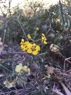 Hillyhock(Callaeum macropterum)
