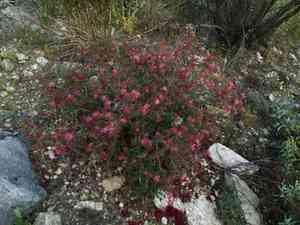 Fairy Duster(Calliandra eriophylla)