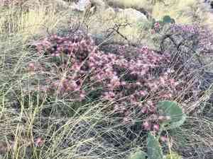 Fairy Duster(Calliandra eriophylla)