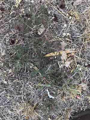 Fairy Duster(Calliandra eriophylla)