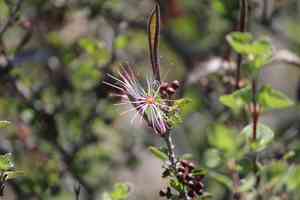 Fairy Duster(Calliandra eriophylla)