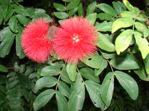 Red powderpuff(Calliandra haematocephala)