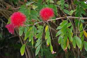 Red powderpuff(Calliandra haematocephala)