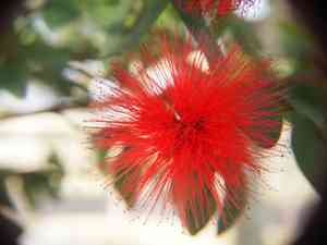 Red powderpuff(Calliandra haematocephala)
