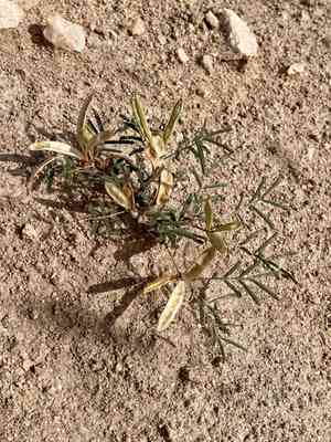 Dwarf stickpea(Calliandra humilis)