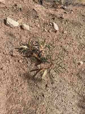 Dwarf stickpea(Calliandra humilis)