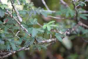 Surinamese Stickpea(Calliandra surinamensis)