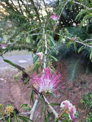 Surinamese Stickpea(Calliandra surinamensis)