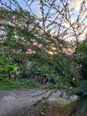 Surinamese Stickpea(Calliandra surinamensis)