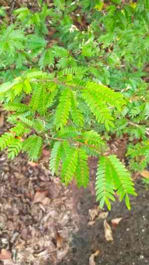 Surinamese Stickpea(Calliandra surinamensis)
