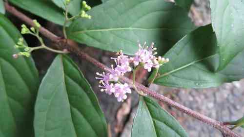 Purple beautyberry(Callicarpa dichotoma)