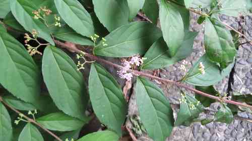 Purple beautyberry(Callicarpa dichotoma)