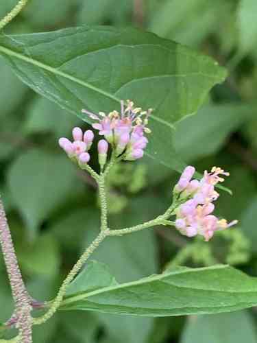Purple beautyberry(Callicarpa dichotoma)