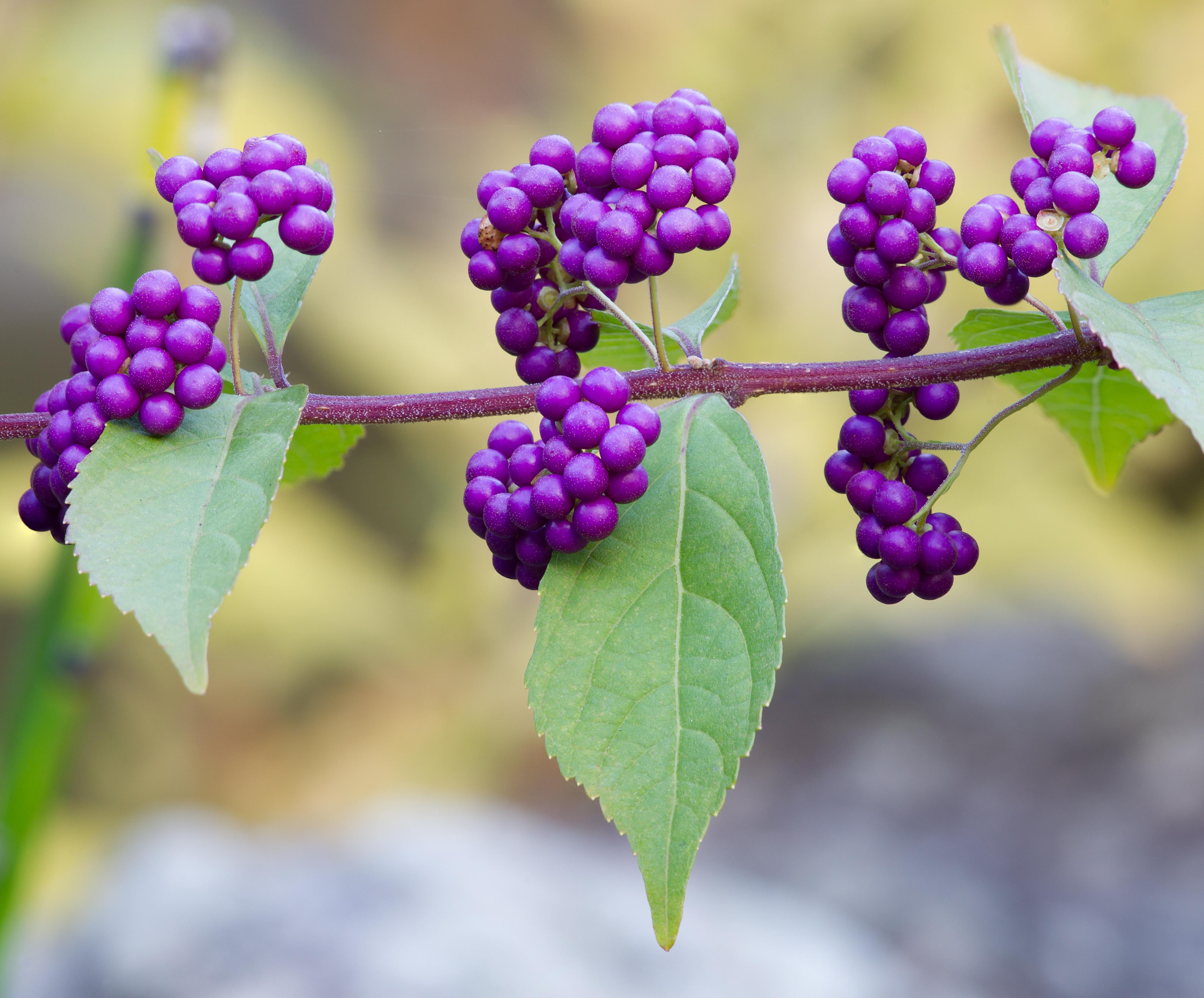 Purple beautyberry
