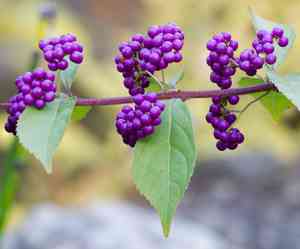 Purple beautyberry(Callicarpa dichotoma)