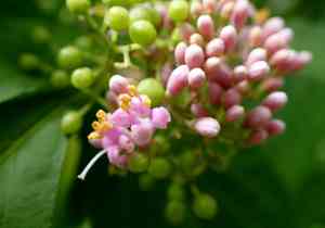 Japanese callicarpa(Callicarpa japonica)