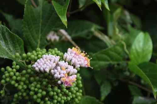 Japanese callicarpa(Callicarpa japonica)