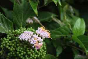 Japanese callicarpa(Callicarpa japonica)