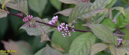 Japanese callicarpa(Callicarpa japonica)