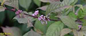 Japanese callicarpa(Callicarpa japonica)