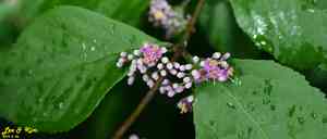 Japanese callicarpa(Callicarpa japonica)