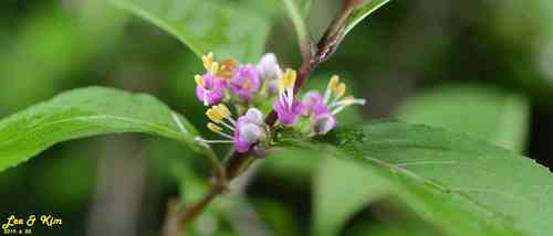 Japanese callicarpa(Callicarpa japonica)