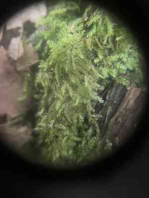 Callicladium moss(Callicladium haldanianum)