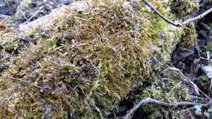 Callicladium moss(Callicladium haldanianum)