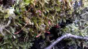Callicladium moss(Callicladium haldanianum)