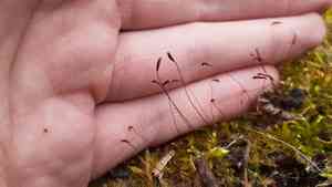 Callicladium moss(Callicladium haldanianum)