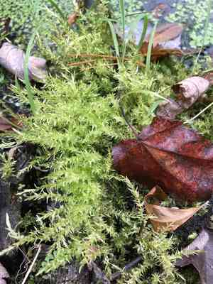 Calliergon moss(Calliergon cordifolium)