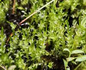 Calliergon moss(Calliergon cordifolium)