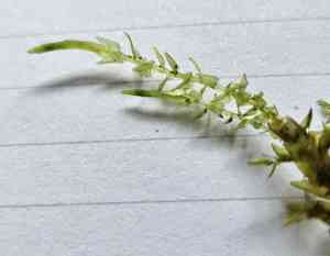 Calliergon moss(Calliergon cordifolium)