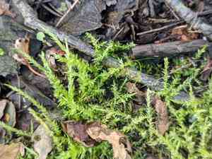 Calliergon moss(Calliergon cordifolium)