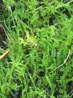 Calliergon moss (Calliergon)(Calliergon)