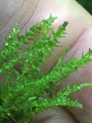 Calliergon moss (Calliergon)(Calliergon)