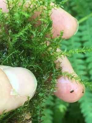 Calliergon moss (Calliergon)(Calliergon)