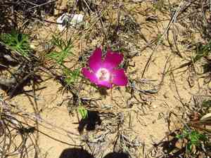 Purple poppy mallow(Callirhoe involucrata)