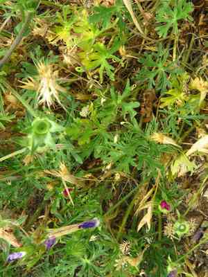 Purple poppy mallow(Callirhoe involucrata)
