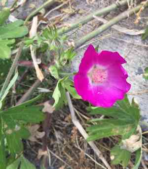 Purple poppy mallow(Callirhoe involucrata)