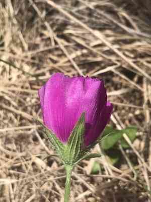Purple poppy mallow(Callirhoe involucrata)