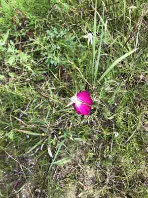 Woodland poppymallow(Callirhoe papaver)