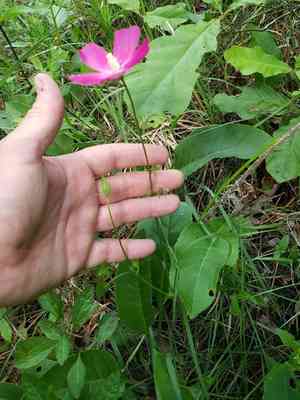Woodland poppymallow(Callirhoe papaver)