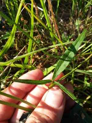 Woodland poppymallow(Callirhoe papaver)