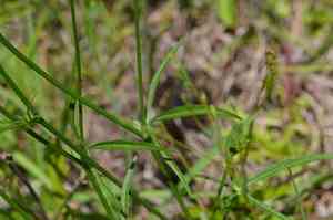 Woodland poppymallow(Callirhoe papaver)