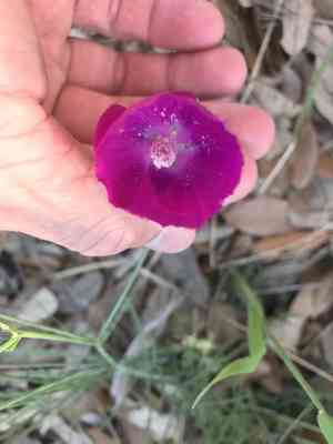 Palmleaf poppymallow(Callirhoe pedata)